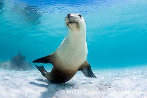 Australian Sea Lion Underwater, Grindal Island. Australian sea lions are the only endemic pinniped in Australia, and are found along the coastlines and islands of south and west Australia, Neophoca cinearea