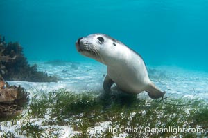 Australian Sea Lion Underwater, Grindal Island. Australian sea lions are the only endemic pinniped in Australia, and are found along the coastlines and islands of south and west Australia, Neophoca cinearea