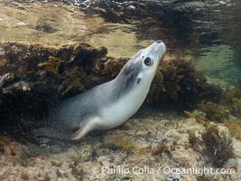 Australian Sea Lion Underwater, Grindal Island. Australian sea lions are the only endemic pinniped in Australia, and are found along the coastlines and islands of south and west Australia, Neophoca cinearea