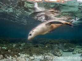 Australian Sea Lion Underwater, Grindal Island. Australian sea lions are the only endemic pinniped in Australia, and are found along the coastlines and islands of south and west Australia, Neophoca cinearea