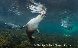 Australian Sea Lion Underwater, Grindal Island. Australian sea lions are the only endemic pinniped in Australia, and are found along the coastlines and islands of south and west Australia, Neophoca cinearea