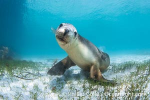 Australian Sea Lion Underwater, Grindal Island. Australian sea lions are the only endemic pinniped in Australia, and are found along the coastlines and islands of south and west Australia, Neophoca cinearea