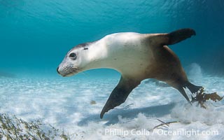 Australian Sea Lion Underwater, Grindal Island. Australian sea lions are the only endemic pinniped in Australia, and are found along the coastlines and islands of south and west Australia, Neophoca cinearea