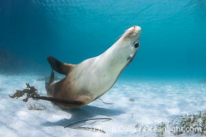 Australian Sea Lion Underwater, Grindal Island. Australian sea lions are the only endemic pinniped in Australia, and are found along the coastlines and islands of south and west Australia, Neophoca cinearea