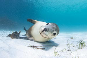 Australian Sea Lion Underwater, Grindal Island. Australian sea lions are the only endemic pinniped in Australia, and are found along the coastlines and islands of south and west Australia, Neophoca cinearea