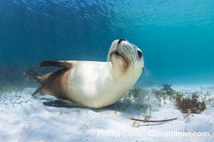 Australian Sea Lion Underwater, Grindal Island. Australian sea lions are the only endemic pinniped in Australia, and are found along the coastlines and islands of south and west Australia, Neophoca cinearea