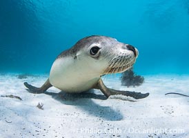 Australian Sea Lion Underwater, Grindal Island. Australian sea lions are the only endemic pinniped in Australia, and are found along the coastlines and islands of south and west Australia, Neophoca cinearea