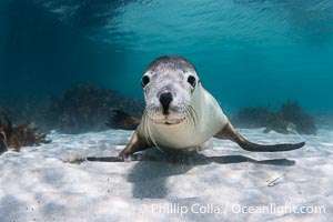 Australian Sea Lion Underwater, Grindal Island. Australian sea lions are the only endemic pinniped in Australia, and are found along the coastlines and islands of south and west Australia, Neophoca cinearea