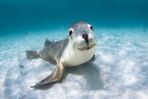 Australian Sea Lion Underwater, Grindal Island. Australian sea lions are the only endemic pinniped in Australia, and are found along the coastlines and islands of south and west Australia, Neophoca cinearea