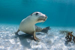 Australian Sea Lion Underwater, Grindal Island. Australian sea lions are the only endemic pinniped in Australia, and are found along the coastlines and islands of south and west Australia, Neophoca cinearea