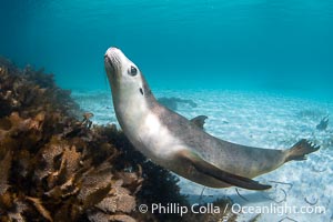 Australian Sea Lion Underwater, Grindal Island. Australian sea lions are the only endemic pinniped in Australia, and are found along the coastlines and islands of south and west Australia, Neophoca cinearea