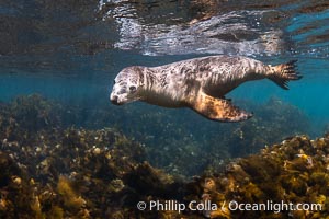 Australian Sea Lion Underwater, Grindal Island. Australian sea lions are the only endemic pinniped in Australia, and are found along the coastlines and islands of south and west Australia, Neophoca cinearea