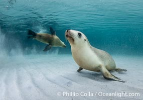 Australian Sea Lion Underwater, Grindal Island. Australian sea lions are the only endemic pinniped in Australia, and are found along the coastlines and islands of south and west Australia, Neophoca cinearea