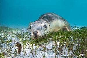 Australian Sea Lion Underwater, Grindal Island. Australian sea lions are the only endemic pinniped in Australia, and are found along the coastlines and islands of south and west Australia, Neophoca cinearea