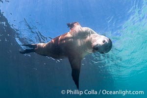 Australian Sea Lion Underwater, Grindal Island. Australian sea lions are the only endemic pinniped in Australia, and are found along the coastlines and islands of south and west Australia, Neophoca cinearea