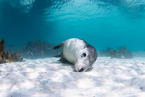 Australian Sea Lion Underwater, Grindal Island. Australian sea lions are the only endemic pinniped in Australia, and are found along the coastlines and islands of south and west Australia, Neophoca cinearea