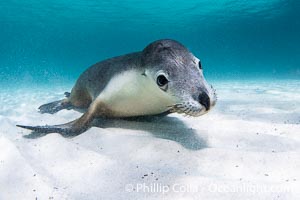 Australian Sea Lion Underwater, Grindal Island. Australian sea lions are the only endemic pinniped in Australia, and are found along the coastlines and islands of south and west Australia, Neophoca cinearea