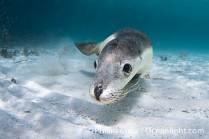 Australian Sea Lion Underwater, Grindal Island. Australian sea lions are the only endemic pinniped in Australia, and are found along the coastlines and islands of south and west Australia, Neophoca cinearea