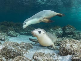 Australian Sea Lions in Kelp, Grindal Island. Australian sea lions are the only endemic pinniped in Australia, and are found along the coastlines and islands of south and west Australia, Neophoca cinearea