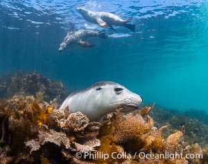 Australian Sea Lions in Kelp, Grindal Island. Australian sea lions are the only endemic pinniped in Australia, and are found along the coastlines and islands of south and west Australia, Neophoca cinearea