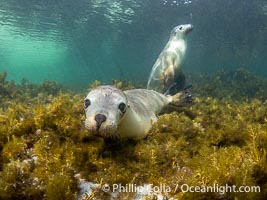 Australian Sea Lions in Kelp, Grindal Island. Australian sea lions are the only endemic pinniped in Australia, and are found along the coastlines and islands of south and west Australia, Neophoca cinearea