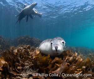Australian Sea Lions in Kelp, Grindal Island. Australian sea lions are the only endemic pinniped in Australia, and are found along the coastlines and islands of south and west Australia, Neophoca cinearea
