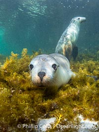 Australian Sea Lions in Kelp, Grindal Island. Australian sea lions are the only endemic pinniped in Australia, and are found along the coastlines and islands of south and west Australia, Neophoca cinearea