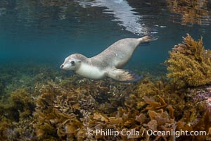 Australian Sea Lions in Kelp, Grindal Island. Australian sea lions are the only endemic pinniped in Australia, and are found along the coastlines and islands of south and west Australia, Neophoca cinearea