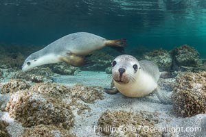 Australian Sea Lions in Kelp, Grindal Island. Australian sea lions are the only endemic pinniped in Australia, and are found along the coastlines and islands of south and west Australia, Neophoca cinearea