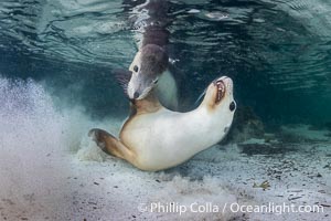 Australian Sea Lions Playing Underwater, Grindal Island. Australian sea lions are the only endemic pinniped in Australia, and are found along the coastlines and islands of south and west Australia, Neophoca cinearea
