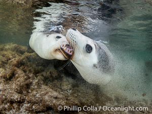 Australian Sea Lions Playing Underwater, Grindal Island. Australian sea lions are the only endemic pinniped in Australia, and are found along the coastlines and islands of south and west Australia, Neophoca cinearea