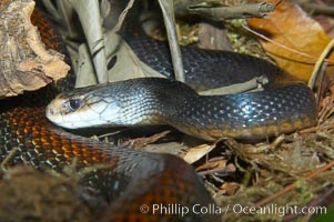 The Australian taipan snake is considered one of the most venomous snakes in the world, Oxyuranus scutellatus