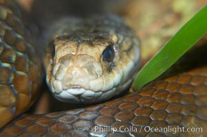 The Australian taipan snake is considered one of the most venomous snakes in the world, Oxyuranus scutellatus