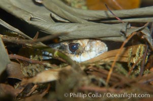 The Australian taipan snake is considered one of the most venomous snakes in the world, Oxyuranus scutellatus