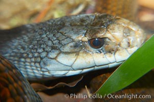 The Australian taipan snake is considered one of the most venomous snakes in the world, Oxyuranus scutellatus