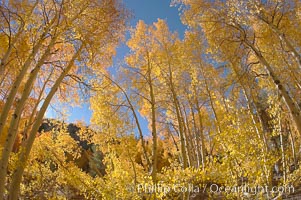 Aspen trees displaying fall colors near North Lake, Bishop Creek Canyon, Populus tremuloides, Bishop Creek Canyon, Sierra Nevada Mountains