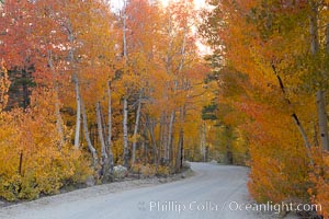 Aspen trees displaying fall colors rise alongside a High Sierra road near North Lake, Bishop Creek Canyon, Populus tremuloides, Bishop Creek Canyon, Sierra Nevada Mountains