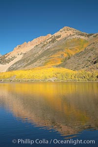 Aspens changing into fall colors, yellow and orange, are reflected in North Lake in October, Bishop Creek Canyon, Eastern Sierra, Populus tremuloides, Bishop Creek Canyon, Sierra Nevada Mountains