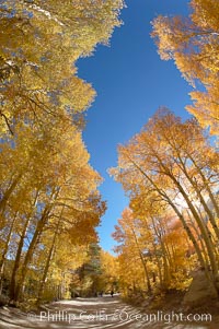 Aspen trees displaying fall colors rise alongside a High Sierra road near North Lake, Bishop Creek Canyon, Populus tremuloides, Bishop Creek Canyon, Sierra Nevada Mountains