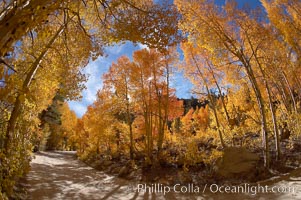 Aspen trees displaying fall colors rise alongside a High Sierra road near North Lake, Bishop Creek Canyon, Populus tremuloides, Bishop Creek Canyon, Sierra Nevada Mountains