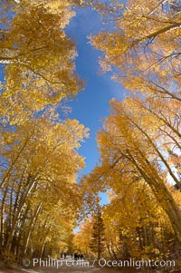 Aspen trees displaying fall colors rise alongside a High Sierra road near North Lake, Bishop Creek Canyon, Populus tremuloides, Bishop Creek Canyon, Sierra Nevada Mountains