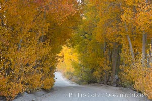 Aspen trees displaying fall colors rise alongside a High Sierra road near North Lake, Bishop Creek Canyon, Populus tremuloides, Bishop Creek Canyon, Sierra Nevada Mountains