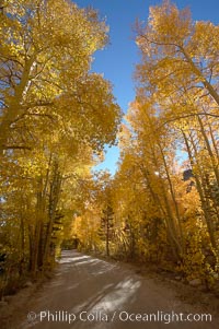 Aspen trees displaying fall colors rise alongside a High Sierra road near North Lake, Bishop Creek Canyon, Populus tremuloides, Bishop Creek Canyon, Sierra Nevada Mountains