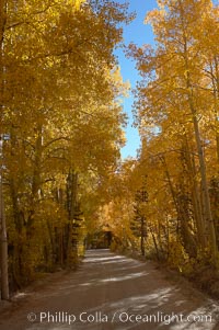 Aspen trees displaying fall colors rise alongside a High Sierra road near North Lake, Bishop Creek Canyon, Populus tremuloides, Bishop Creek Canyon, Sierra Nevada Mountains