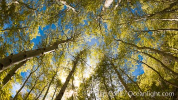 Aspen trees, with leaves changing from green to yellow in autumn, branches stretching skyward, a forest, Populus tremuloides, Bishop Creek Canyon Sierra Nevada Mountains