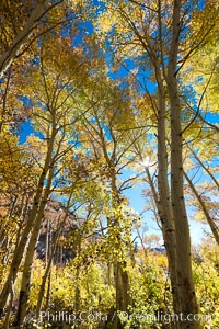 Aspen trees, with leaves changing from green to yellow in autumn, branches stretching skyward, a forest, Populus tremuloides, Bishop Creek Canyon Sierra Nevada Mountains