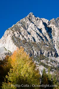 Aspen trees and Sierra Nevada peak, autumn. Bishop Creek Canyon Sierra Nevada Mountains, California, USA, Populus tremuloides, natural history stock photograph, photo id 26064