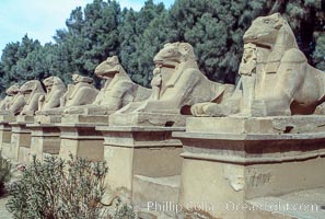 Avenue of Sphinxes approaching the Temple of Amun, part of the Karnak Temple complex, Luxor, Egypt