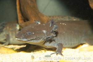 Axolotl.  Axolotls are neotenic, which means they attain reproductive maturity while still in their larval form.  Axolotls are extremely endangered in the wild and protected by law, Ambystoma mexicanum