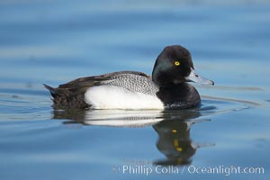 Lesser scaup, male, breeding plumage, Aythya affinis, Mission Bay, San Diego, California